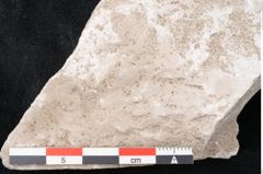 Foto (Detailansicht) von Dictyopteris brongniarti Gutb. (NHMW-GEO-2024-0188-10770)
